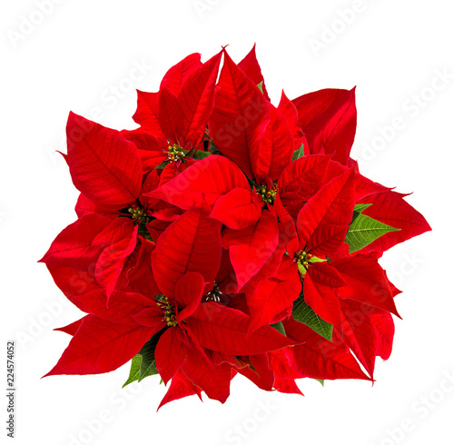 Red poinsettia Christmas flower isolated white background photo