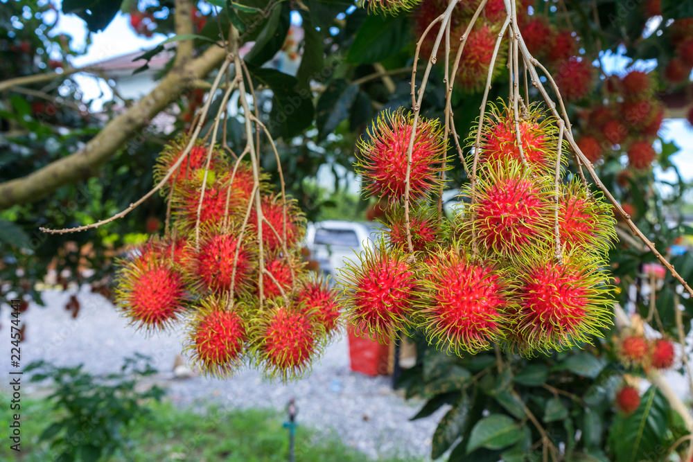 Close up fresh rambutans with green leaf on the tree in the garden, Chanthaburi, Thailand Close up fresh rambutans with green leaf on the tree in the garden, Chanthaburi, Thailand