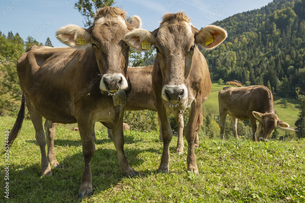 Kuh auf der Weide im Allgäu