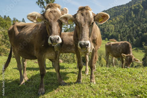 Kuh auf der Weide im Allgäu © PanoramaRundblick