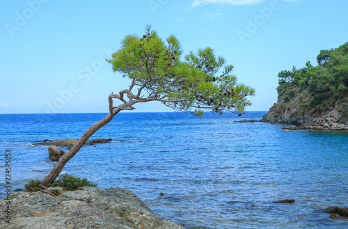 Pine grows on a cliff near the sea in Phaselis photo