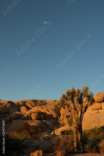 early morning at Joshua Tree national Park