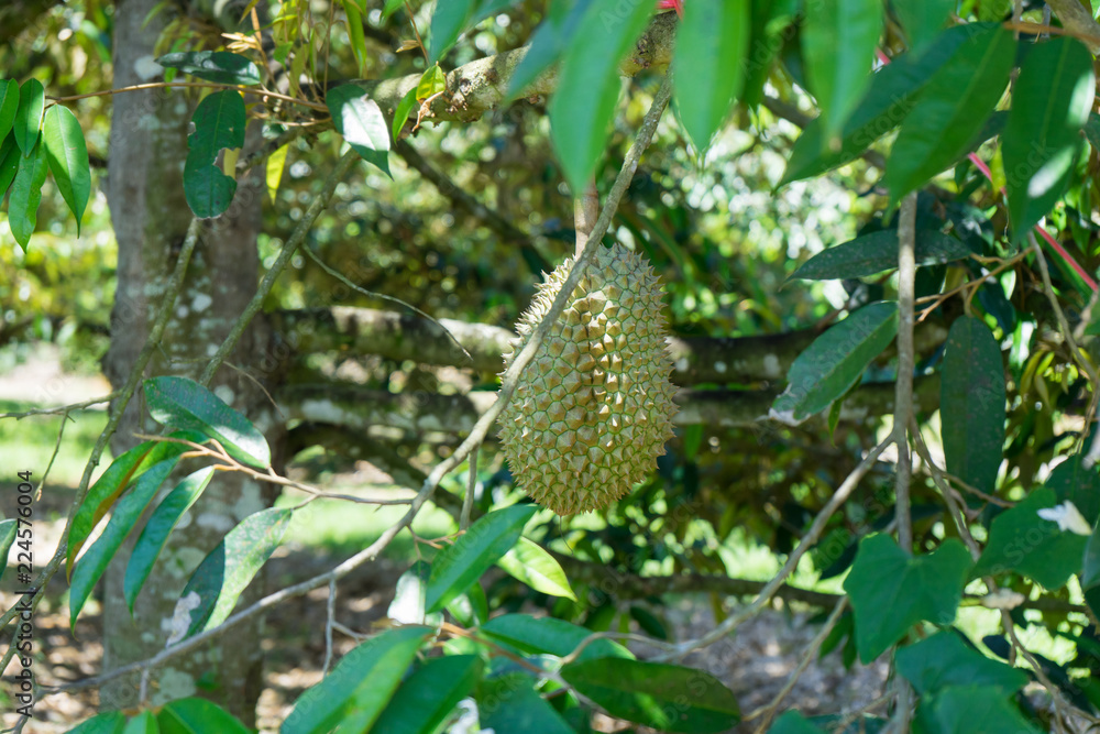 Fresh durian on the tree in the garden , Chanthaburi,Thailand .Durian King of fruits grow in tropical area