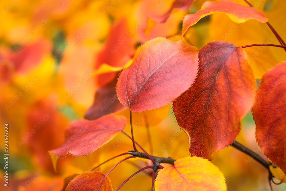 Autumn leaves on a tree, selective focus, blurred background Autumn leaves on a tree, selective focus, blurred background
