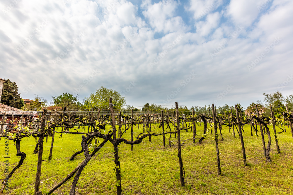 Fototapeta premium vignobles des iles de vernies