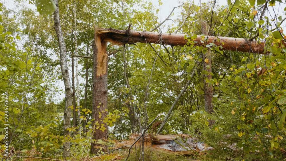 Static shot of broken forest after powerful hurricane Static shot of broken forest after powerful hurricane