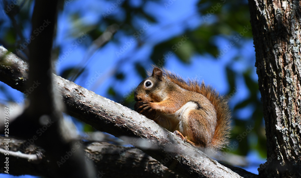 Squirrel eating an acorn in the morning Squirrel eating an acorn in the morning