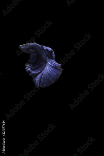 Thai betta fish in the black background.They are beautiful fighters. Thai betta fish in the black background.They are beautiful fighters.