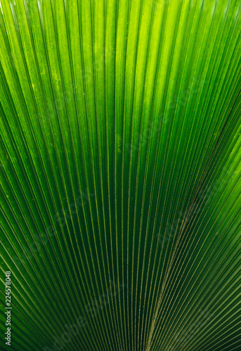 Leaf Texture -Green Palm Tree Leaf