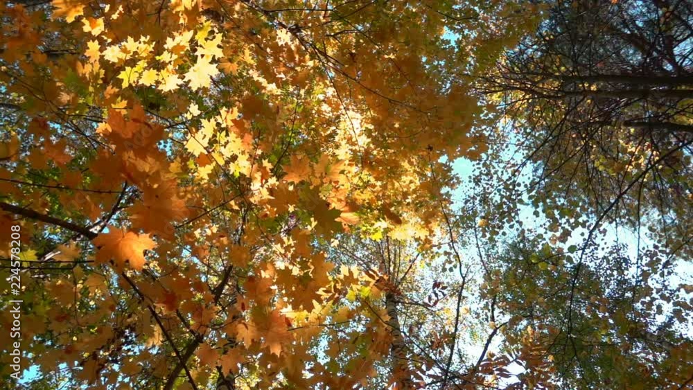 Deciduous forests in warm sunny weather, dried leaves fall from trees slow motion Deciduous forests in warm sunny weather, dried leaves fall from trees slow motion