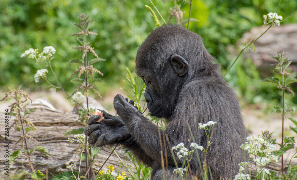 Obraz premium Baby gorilla