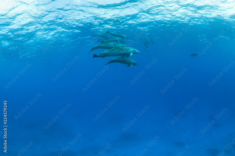 Bottlenose dolphins swim in pack