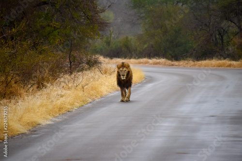 Male lion walking down the road