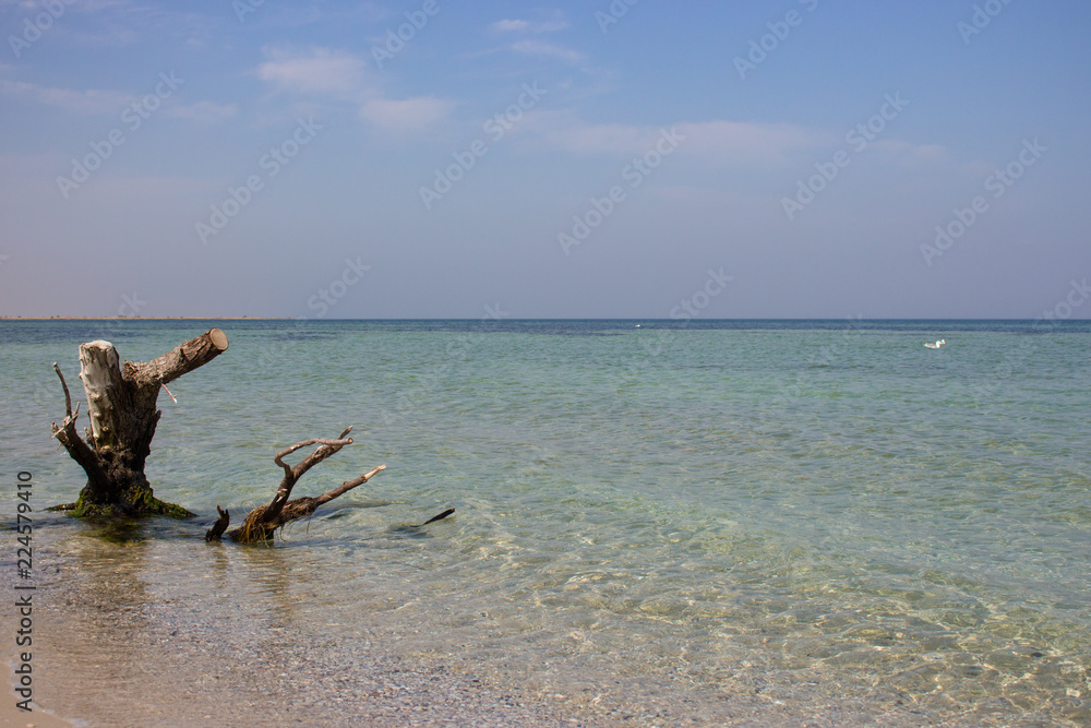 Old tree and white seagull in blue sea water in tropical resort. Summer seascape. Relax and resort concept. Island vacation. Grey snag on ocean shore. Sunny day in paradise. 