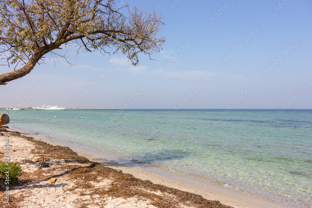 Old tree on seaside against white boat on sunny day. Tropical paradise concept. Sand beach with seaweed and tree with shadow in sea bay. Relaxation and resort concept. 