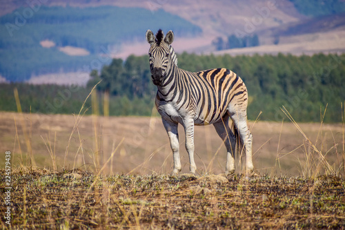 Zebra in South Africa