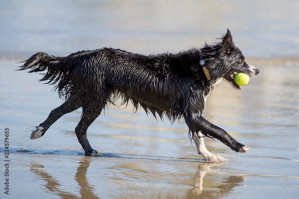 Dogs at the beach Dogs at the beach