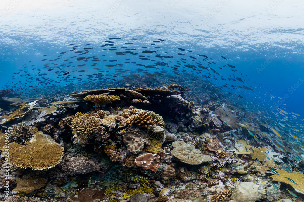 school of fish in chagos school of fish in chagos