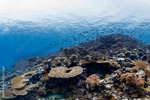 Wallpaper Mural School of fish in chagos islands Torontodigital.ca