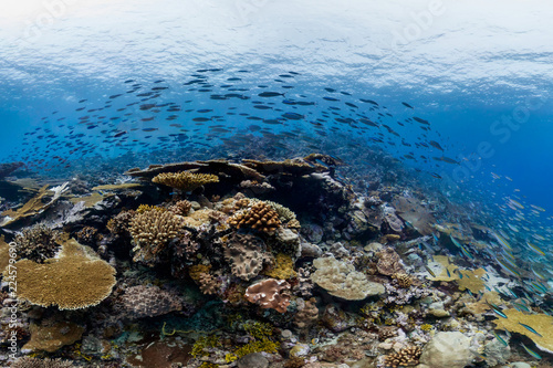 school of fish in chagos