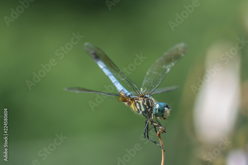 dragonfly on leaf © CarlCooley