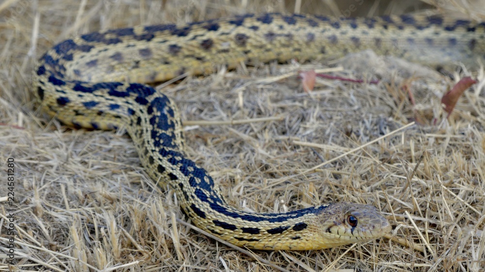 Obraz premium snake in dry grass