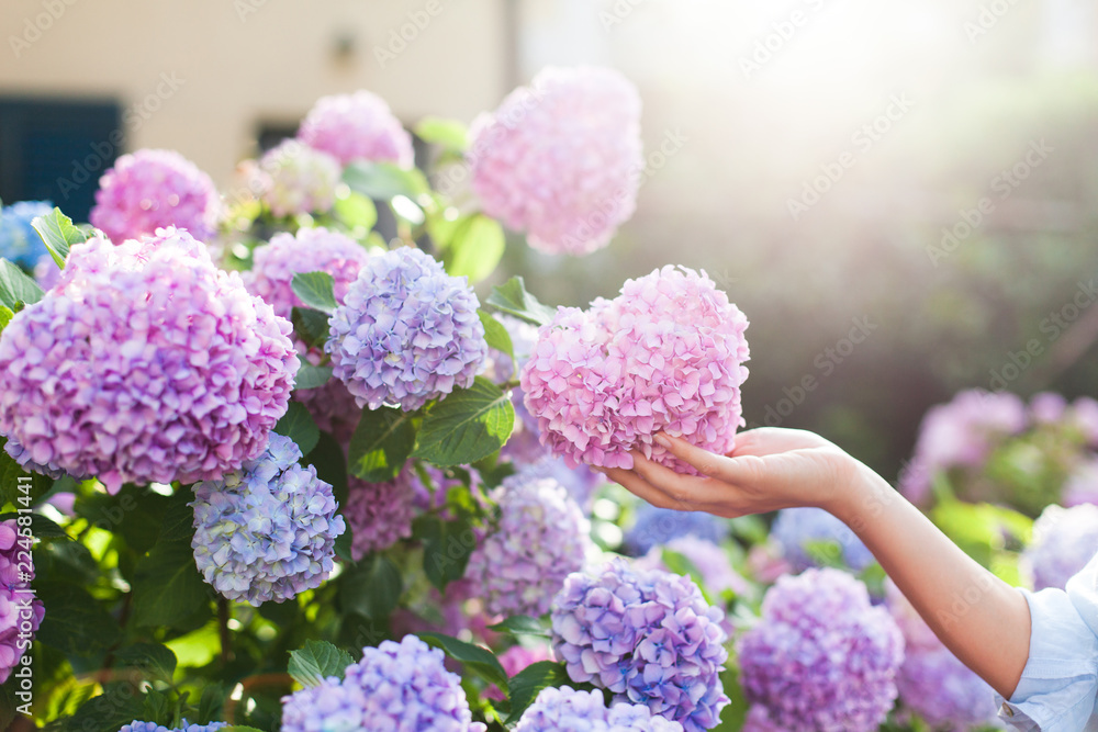Gardening in bushes of hydrangea. Girl`s hand touches bunch in country garden. Flowers are pink, blue and blooming in town street at sunset or sunrise. Woman is gardener and florist. Gardening in bushes of hydrangea. Girl`s hand touches bunch in country garden. Flowers are pink, blue and blooming in town street at sunset or sunrise. Woman is gardener and florist.