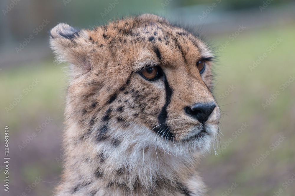 Close-up cheetah (Acinonyx jubatus) portrait with blurred green background. Beautiful big cat with spotted pelage and black tear-like streaks on the face. Close-up cheetah (Acinonyx jubatus) portrait with blurred green background. Beautiful big cat with spotted pelage and black tear-like streaks on the face.