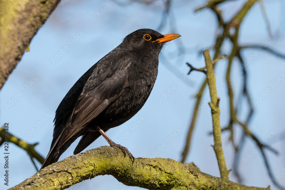 Common blackbird (Turdus merula) sitting on mossy branch against blue sky. Black thrush with yellow beak. Common blackbird (Turdus merula) sitting on mossy branch against blue sky. Black thrush with yellow beak.