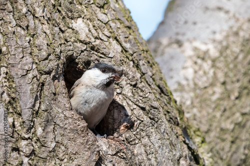 Willow tit (Poecile montanus) excavates nesting hole in decayed tree. Little passerine bird with black cap looking out of the hollow with sawdust in beak.