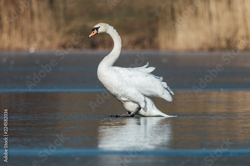 Mute swan  Cygnus olor  on frozen pond. Beautiful white bird on blue ice. Wildlife scene from Czech nature.