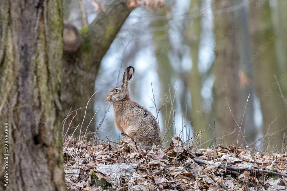 European hare in the autumn forest. Brown hare (Lepus europaeus) with long ears sitting on fallen leaves with blurred trees in background. Wildlife scene, Czech Republic. European hare in the autumn forest. Brown hare (Lepus europaeus) with long ears sitting on fallen leaves with blurred trees in background. Wildlife scene, Czech Republic.