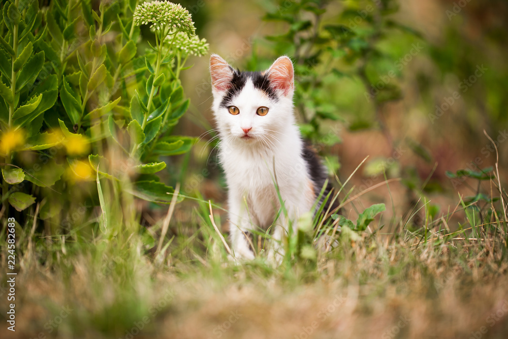 Cute tabby kitten laying on the grass on the huge garden (color toned image)