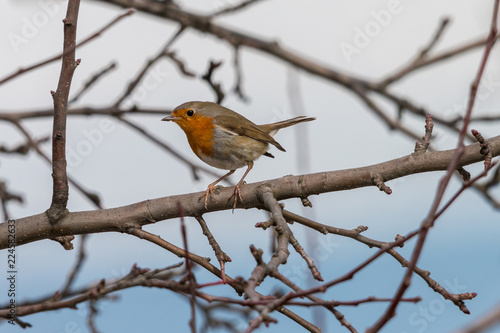 European robin (Erithacus rubecula) perching among tree branches with blue to white background. Small brownish songbird with orange breast and face. Wildlife scene from nature, Czech republic.
