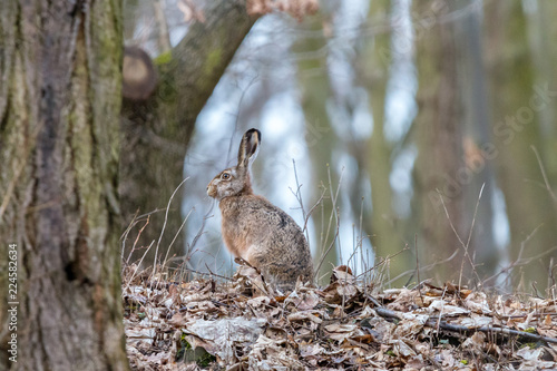 European hare in the autumn forest. Brown hare (Lepus europaeus) with long ears sitting on fallen leaves with blurred trees in background. Wildlife scene, Czech Republic.