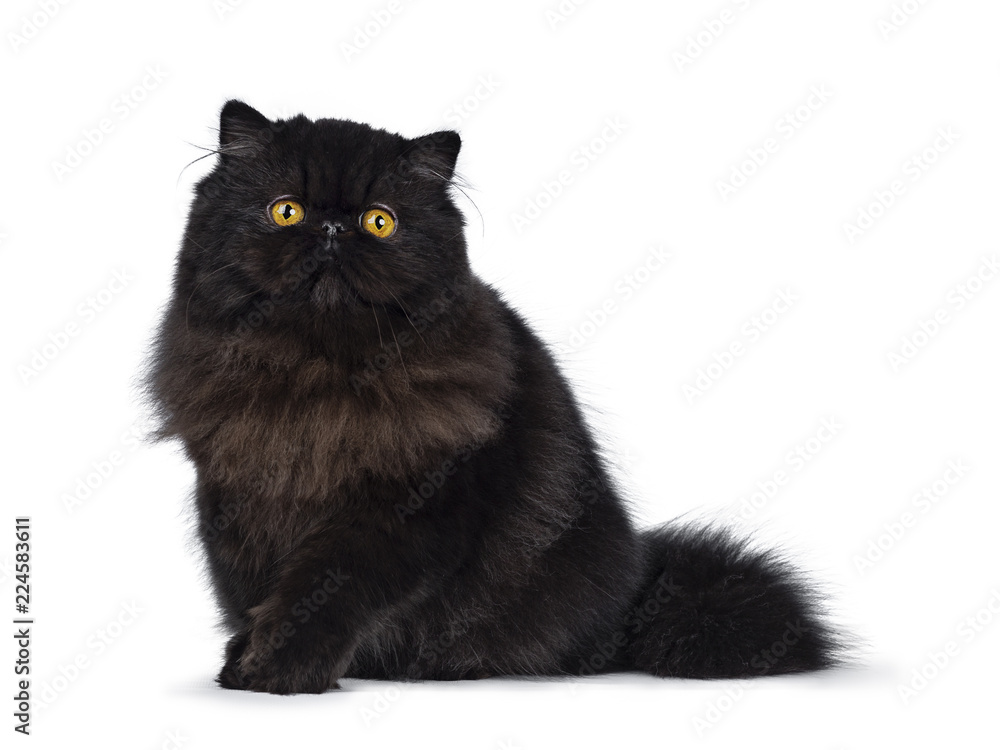 Excellent deep black Persian cat kitten sitting side ways looking in camera with big round yellow eyes and one paw lifted, isolated on a white background