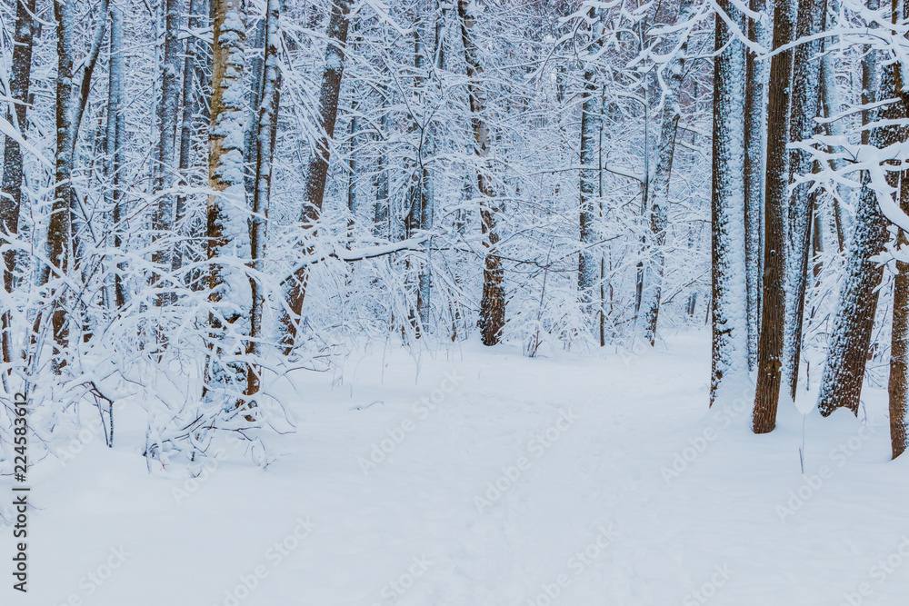 Winter forest with snow and hoarfrost on trees Winter forest with snow and hoarfrost on trees