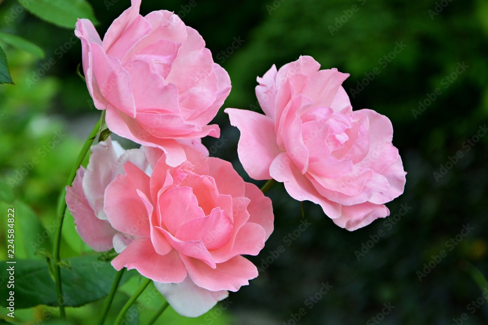 Exquisite graceful pink roses in the garden close-up. Exquisite graceful pink roses in the garden close-up.