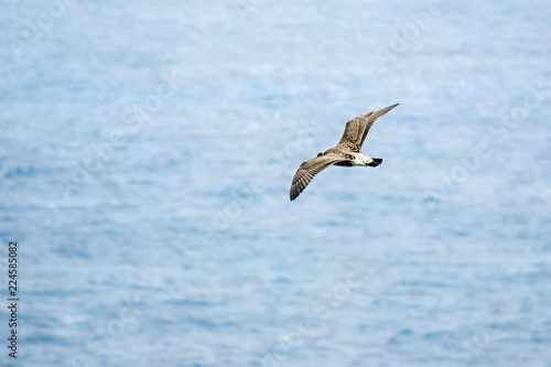 Seagull over sea background