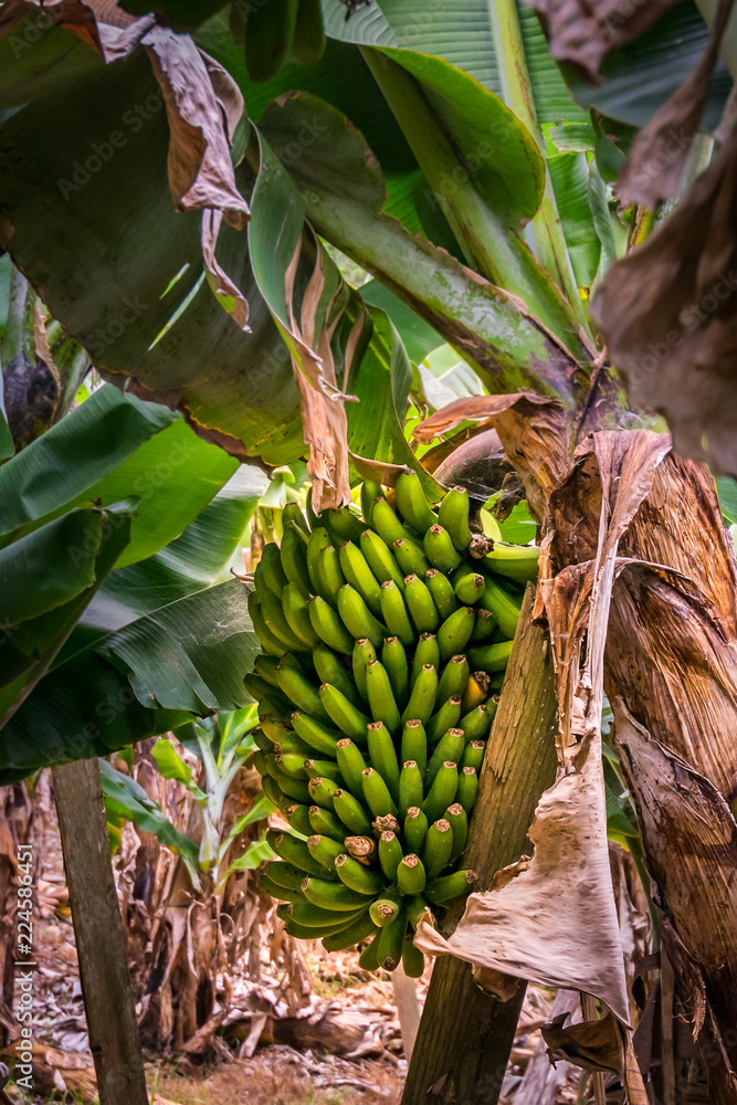Fototapeta premium Bunch of bananas and landscape in a plantation in São Miguel, Azores Islands, Portugal