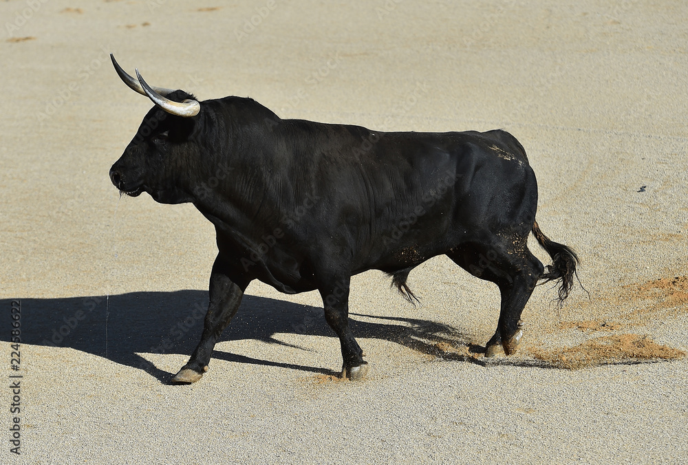 animal tipico español animal tipico español