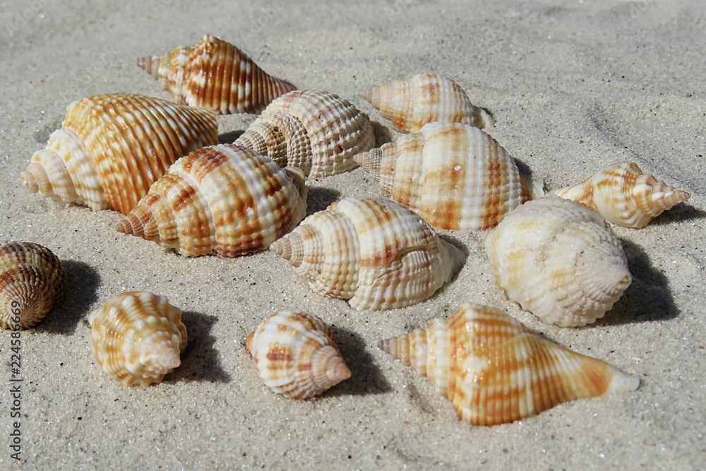 Seashells on sand background in Atlantic coast of North Florida Seashells on sand background in Atlantic coast of North Florida