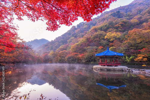 Autumn Maple in Naejangsan national park, South korea