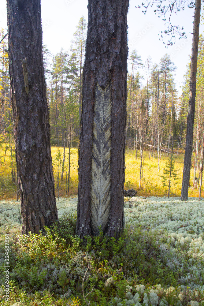 Fototapeta premium he extraction of resin in a pine forest