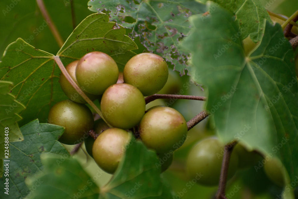 custom made wallpaper toronto digitalGEORGIA VINEYARD