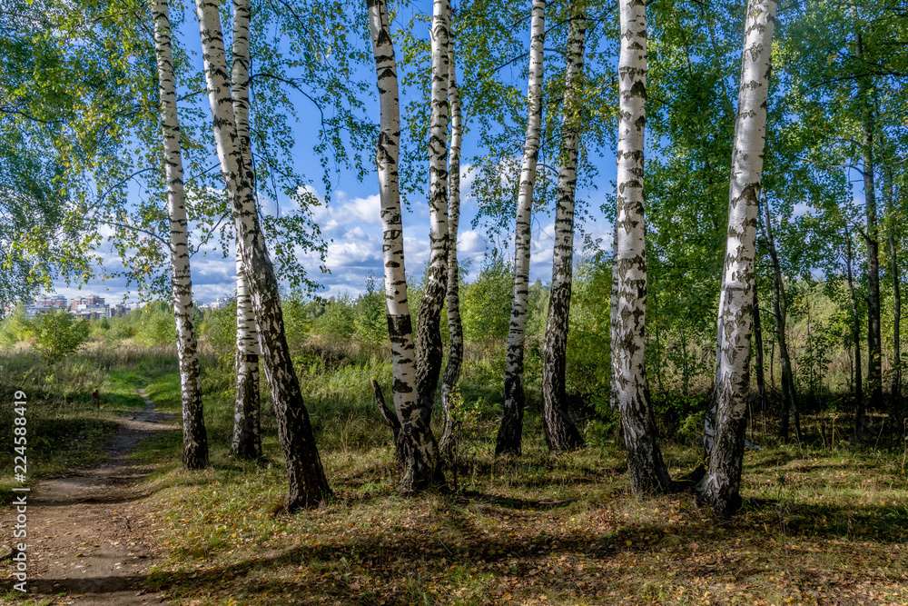 Obraz premium Birchwood shined with the sun.