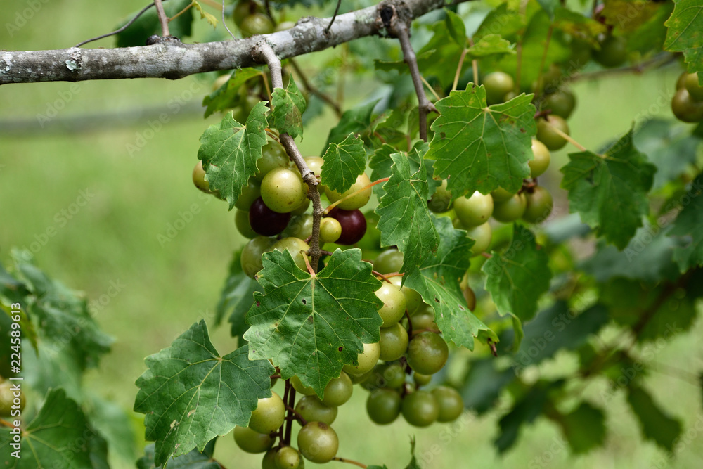 GEORGIA VINEYARD