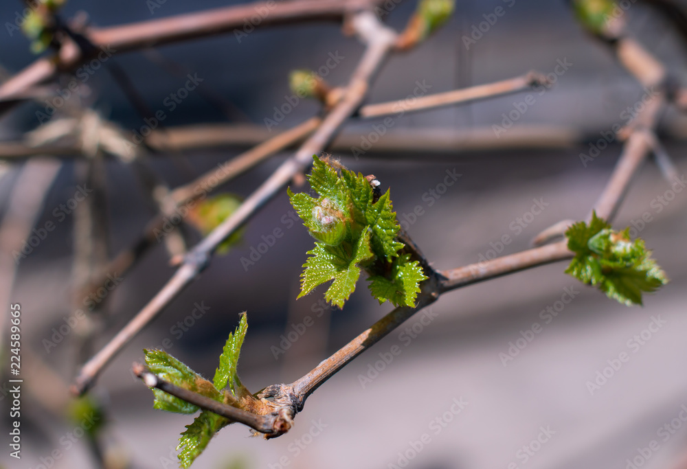Naklejka premium branch of tree in spring