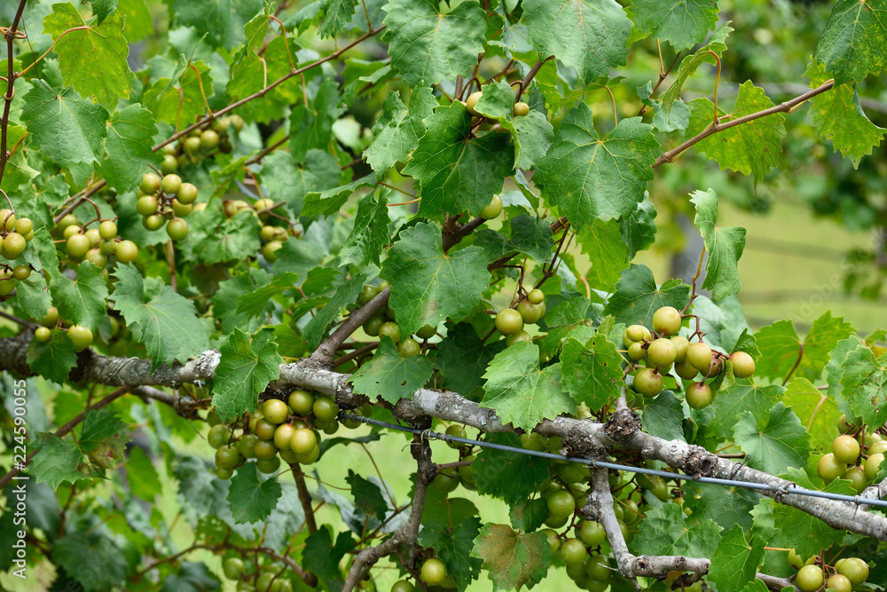 GEORGIA VINEYARD