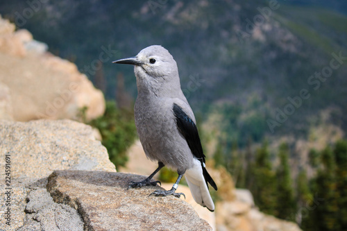 bird on a rock © Shweta